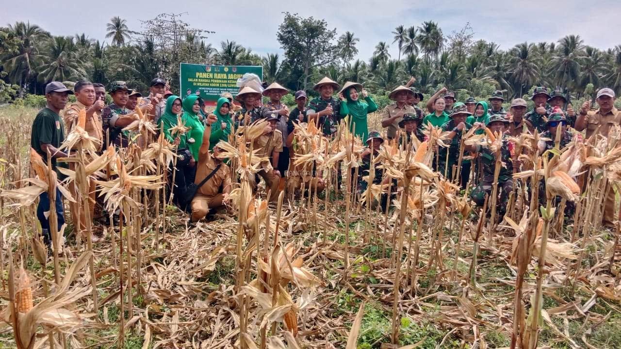 Dandim 1308/LB Lakukan Panen Raya Jagung Di Kebun Binaan Babinsa Koramil 04 Kintom